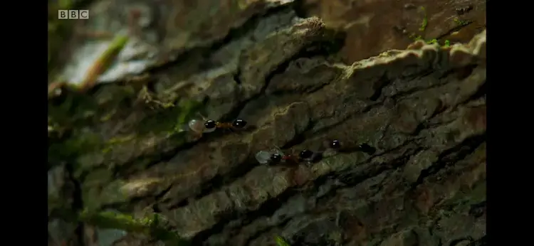 Bicoloured trailing ant (Monomorium floricola) as shown in Planet Earth II - Jungles